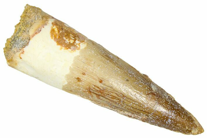Fossil Spinosaurus Tooth - Restored Tip #368156